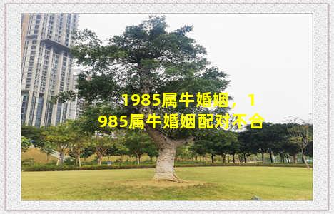 1985属牛婚姻，1985属牛婚姻配对不合