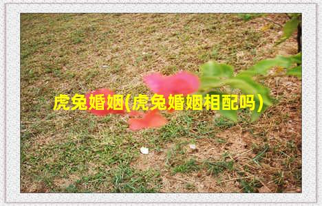 虎兔婚姻(虎兔婚姻相配吗)